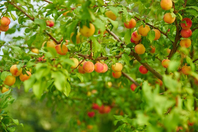 vhs - Obstbaumschnitt, © Andrzej, Pixabay
